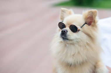 Yürüyüşte güneş gözlüğü takan sevimli Pomeranian.