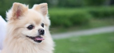 Yürüyüşe çıkmış şirin Pomeranya 'lılar.