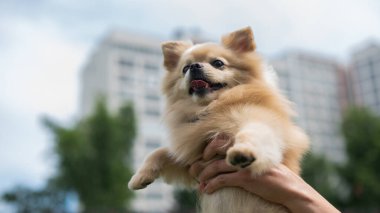 Yürüyüşe çıkmış şirin Pomeranya 'lılar.