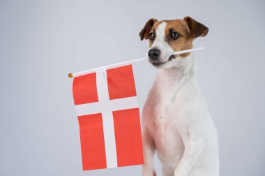 Beyaz arka planda Danimarka bayrağı tutan Jack Russell Terrier köpeği