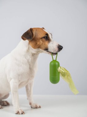 Jack Russell Terrier köpeği köpek çöp torbası ile konteynır tutuyor.