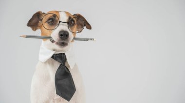 İş köpeği Jack Russell Terrier 'ın ağzında kalem var.