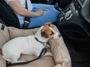 Beyaz kadın köpeğiyle arabayla seyahat ediyor. Jack Russell Terrier özel bir araba koltuğunda