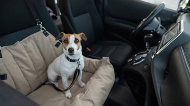 Jack Russell Terrier Köpeği Özel Araba Koltuğunda