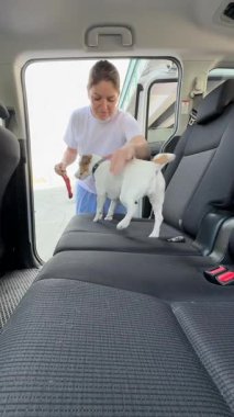 Beyaz kadın köpeğiyle arabayla seyahat ediyor. Sahibi Jack Russell Terrier 'ı emniyet kemeriyle bağlıyor.