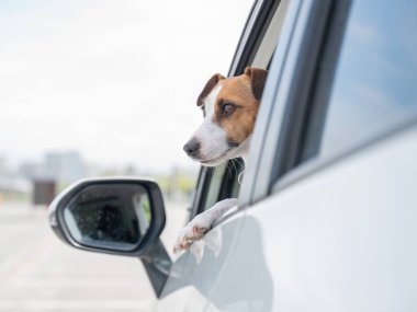 Jack Russell Terrier köpeği pencereden dışarı bakıyor.