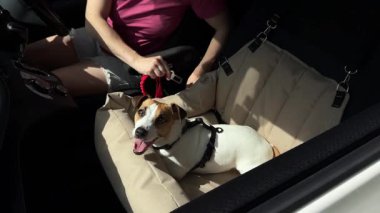 Beyaz kadın, Jack Russell Terrier köpeğini emniyet kemeriyle bağlıyor.