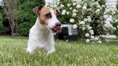 Jack Russell Terrier köpeği seyahat gemisine çarpar.