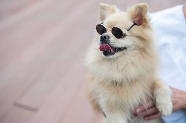Yürüyüşte güneş gözlüğü takan sevimli Pomeranian.