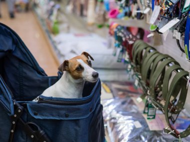 Jack Russell Terrier bir evcil hayvan dükkanında bebek arabasında