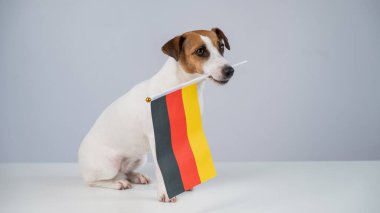 Beyaz arka planda Alman bayrağı tutan Jack Russell Terrier köpeği.