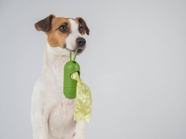 Jack Russell Terrier köpeği köpek çöp torbası ile konteynır tutuyor.