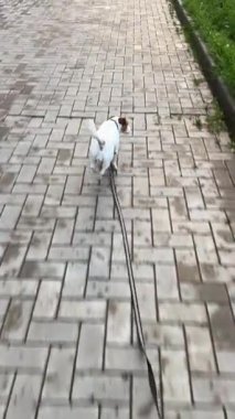 Jack Russell Teriyer Köpeği Topallıyor