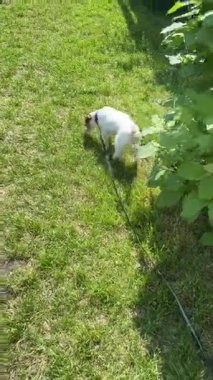 Ezik Jack Russell Teriyer Köpeği Çimlere İşiyor