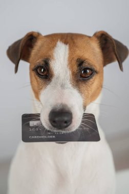Jack Russell Teriyer Köpek Tutma Kredi Kartı