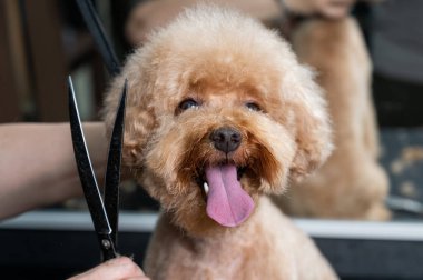 Tımarcı, çikolatalı mini bir kanişi tımar ediyor.