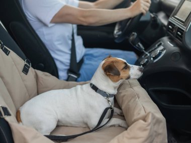 Beyaz kadın köpeğiyle arabayla seyahat ediyor. Jack Russell Terrier özel bir araba koltuğunda