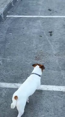 Köpek arabaya atlar ve köpekler için özel bir araba koltuğuna oturur. Sahibi Jack Russell Terrier 'ı emniyet kemeriyle bağlıyor.