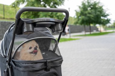 Evcil bebek arabasında şirin bir köpek.