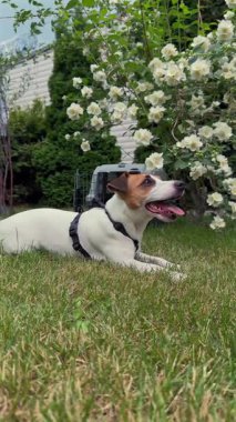 Jack Russell Terrier köpeği seyahat gemisine girdi