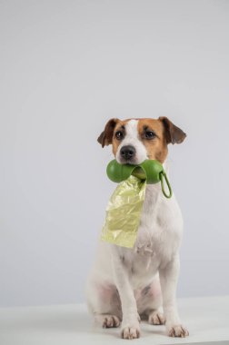 Jack Russell Terrier köpeği köpek çöp torbası ile konteynır tutuyor.