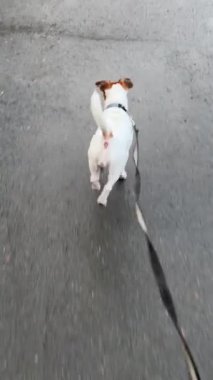 Jack Russell Teriyer Köpeği Topallıyor