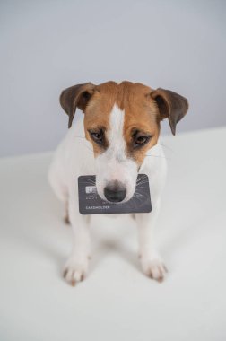  Card 'lı zeki köpek. Köpek ağzında kredi kartı tutarken dikkatlice oturuyor.