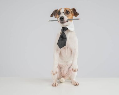 İş köpeği Jack Russell Terrier 'ın ağzında kalem var.