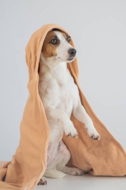 Beyaz arka planda havluya sarılı Jack Russell Terrier köpeği