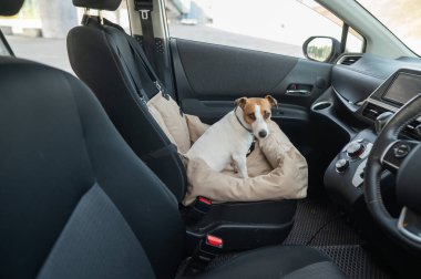Jack Russell Terrier Köpeği Özel Araba Koltuğunda