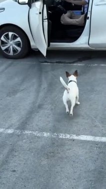 Köpek arabaya atlar ve köpekler için özel bir araba koltuğuna oturur. Sahibi Jack Russell Terrier 'ı emniyet kemeriyle bağlıyor.