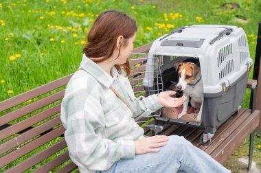 Sahibi Jack Russell Terrier ile birlikte güvenli bir yolculuk için bankta oturuyor.