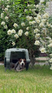 Jack Russell Terrier köpeği seyahat gemisinden çıkıyor.