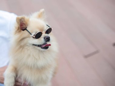 Yürüyüşte güneş gözlüğü takan sevimli Pomeranian.