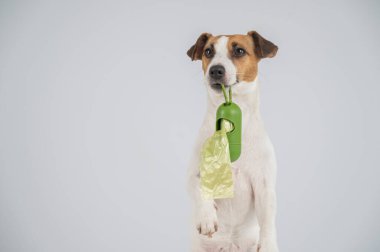 Jack Russell Terrier köpeği köpek çöp torbası ile konteynır tutuyor.
