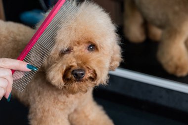 Kuaför kuaförde kaniş tarıyor.