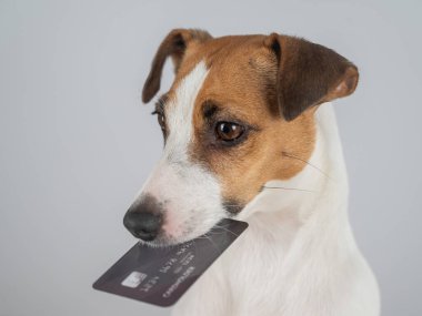 Jack Russell Teriyer Köpek Tutma Kredi Kartı