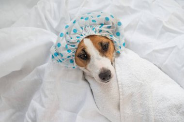 Jack Russell Terrier duş bonesi ve gözlerinde salatalık olan bir havlu. Köpek kaplıcası