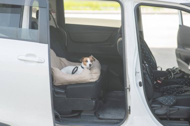 Jack Russell Terrier Köpeği Özel Araba Koltuğunda