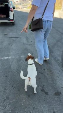 Beyaz kadın Jack Russell Terrier köpeğiyle bagaj kapısını kapatıyor.