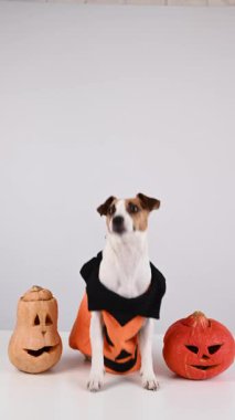 Beyaz arka planda iki balkabağı kostümlü Jack Russell Terrier köpeği.