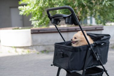 Evcil bebek arabasında şirin bir köpek.