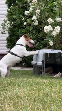 Jack Russell Terrier köpeği seyahat gemisinin yanında.