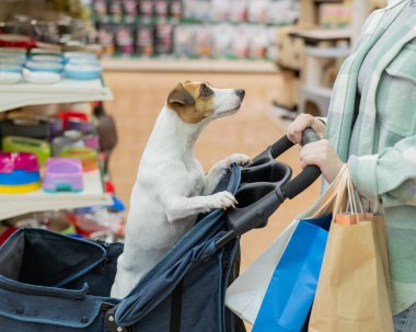 Bir kadın evcil hayvan dükkanında Jack Russell Terrier köpeği ile bebek arabasında alışveriş yapıyor.