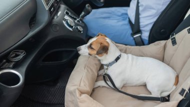 Beyaz kadın köpeğiyle arabayla seyahat ediyor. Jack Russell Terrier özel bir araba koltuğunda