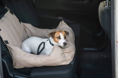 Jack Russell Terrier Köpeği Özel Araba Koltuğunda