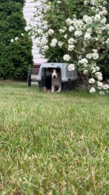 Jack Russell Terrier köpeği seyahat gemisinden çıkıyor.