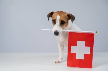 Beyaz arka planda İsviçre bayrağı tutan Jack Russell Terrier köpeği