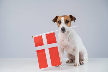 Beyaz arka planda Danimarka bayrağı tutan Jack Russell Terrier köpeği