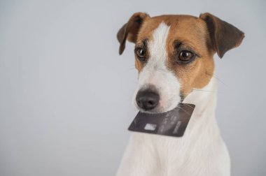 Jack Russell Teriyer Köpek Tutma Kredi Kartı